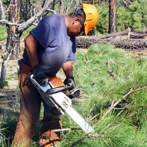 Export Chainsaw worker forest