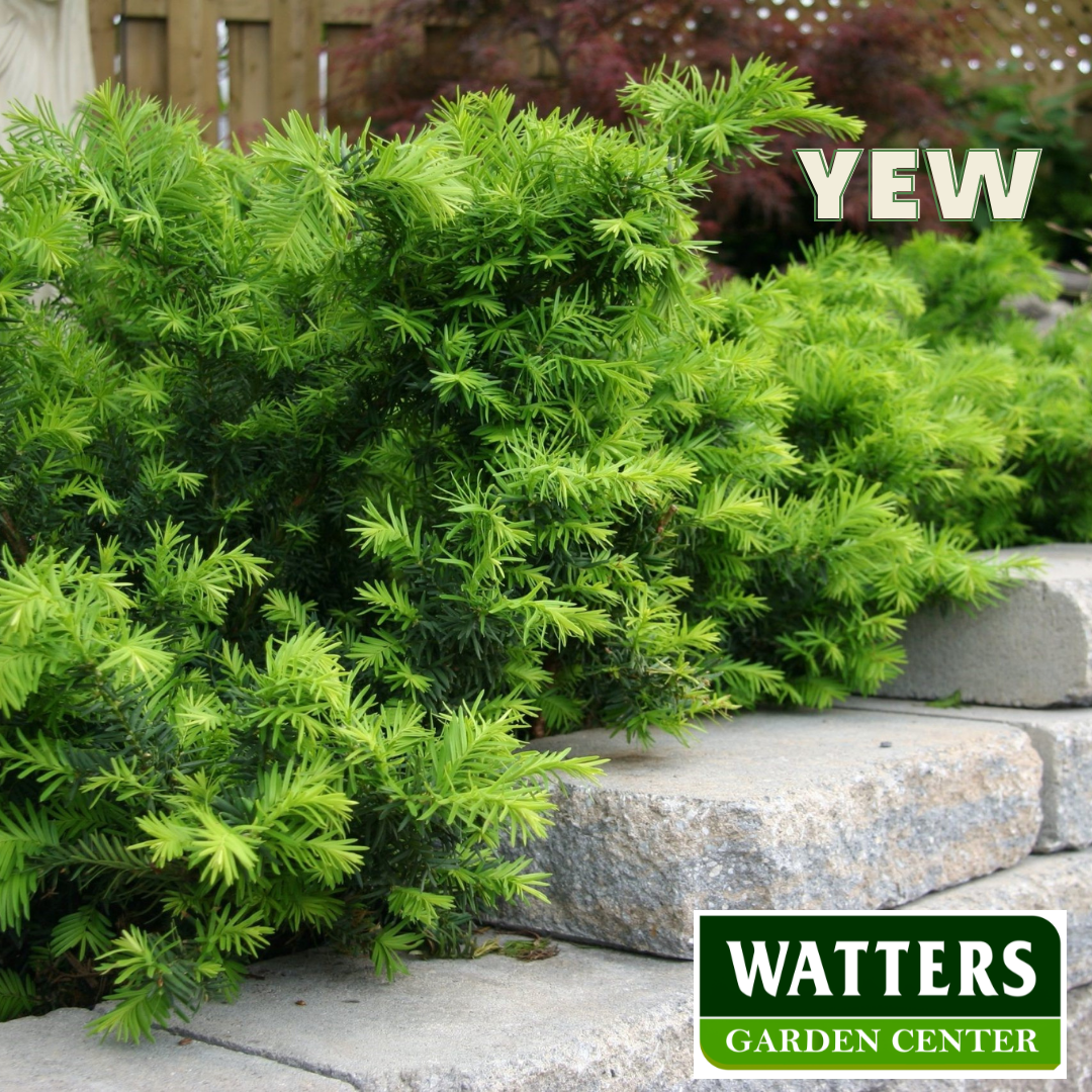 Winter Greenery Best Planted in Cold - Watters Garden Center
